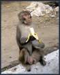 Monkey.jpg