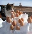 Egg cooler.jpg