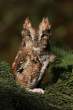 Owl.jpg