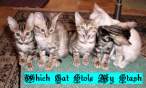 Which Cat Stole My Stash.gif