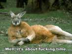 kangaroo.jpg