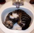 Kitty wash.jpg