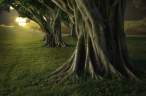 Tree.jpg