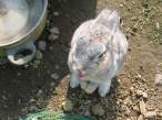 Bunny.jpg