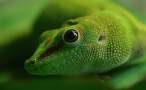 Lizzard.jpg