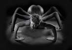 Spider [18+].jpg