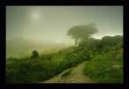 Fog.jpg