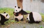 Panda.jpg
