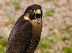 Falcon.jpg