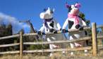 Cows.jpg