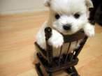 Puppy.jpg