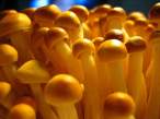 Funghi.jpg