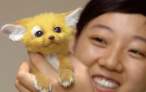 Pokemon kitty.jpg
