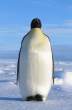 Penguin.jpg