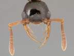 ants_001.jpg