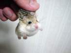 Hamster.jpg