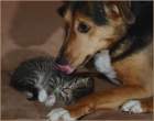 Lick.jpg