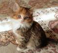 Kitten.jpg