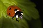 Lady bug.jpg