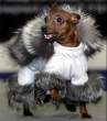 Pimp my dog.jpg