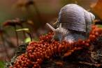 Snail.jpg
