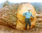 Big tree.jpg