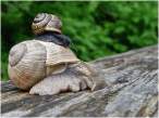 Snails.jpg
