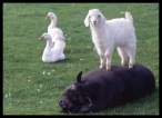 Sheep.jpg