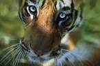 Tiger.jpg