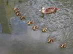 Ducks.jpg