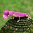 Cameleon.jpg