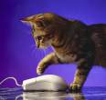 Mouse.jpg