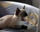 Cat Shocked By The Internet.jpg