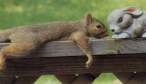 Trustful Squirrel.jpg