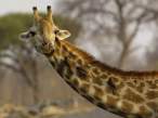 Giraffe.jpg