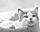 Blue eyes.jpg