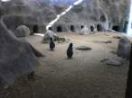 Penguins.jpg