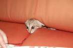 Kitty.jpg