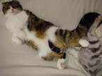 Kitty.jpg