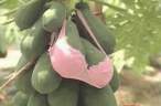 Bra.jpg