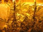 Marihuana2.jpg