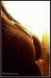 Wet ass [18+].jpg