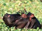 Hippo.jpg