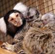 Monkeys.jpg