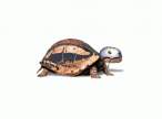 Turtle.jpg