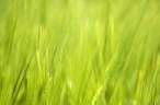 Grass.jpg