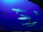 Sharks.jpg