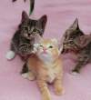 Kittens.jpg