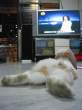 TV Watching Pet.jpg