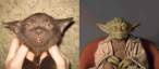Yoda.jpg
